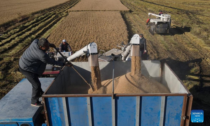 Aerial photo taken on Oct. 21, 2021 shows farmers loading rice onto a truck in Wangtan Town of Tangshan, north China's Hebei Province.Photo:Xinhua