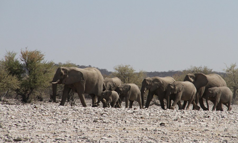 Namibia launches elephant conservation, management plan for next decade ...