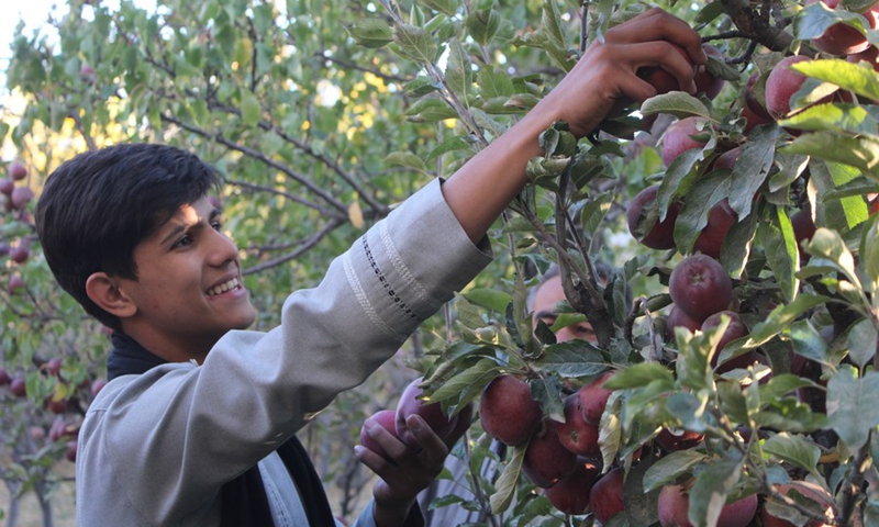 An Afghan man harvests apples at a field in Jalrez district of Wardak province, Afghanistan, Oct. 22, 2021.(Photo: Xinhua)