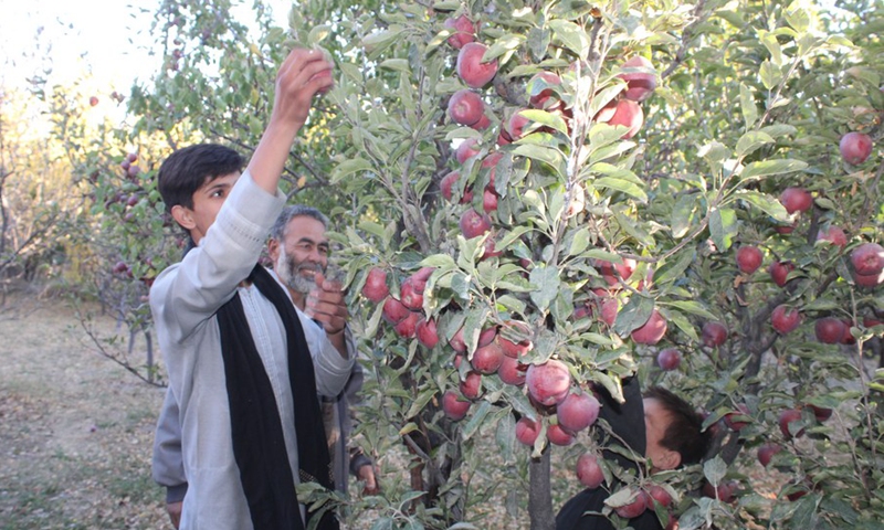 Local people harvest apples at a field in Jalrez district of Wardak province, Afghanistan, Oct. 22, 2021.(Photo: Xinhua)