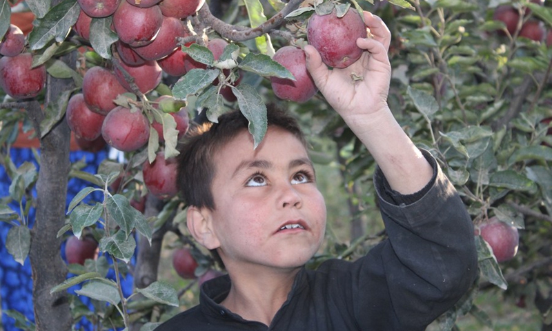 A boy harvests apples at a field in Jalrez district of Wardak Province, Afghanistan, Oct. 22, 2021.(Photo: Xinhua)