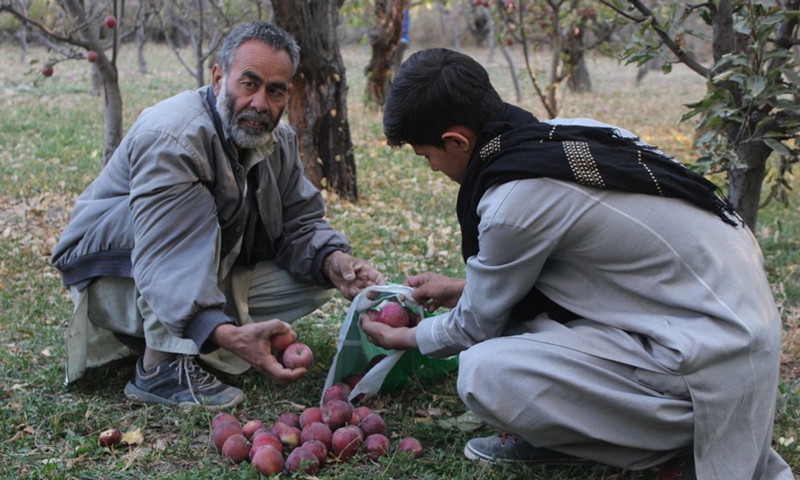 Local people harvest apples at a field in Jalrez district of Wardak province, Afghanistan, Oct. 22, 2021.(Photo: Xinhua)