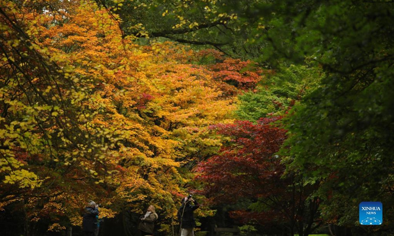 A boy enjoys the autumn colours at Westonbirt, the National Arboretum near Tetbury, in Gloucestershire, Britain, Oct. 27, 2021. (Photo: Xinhua)