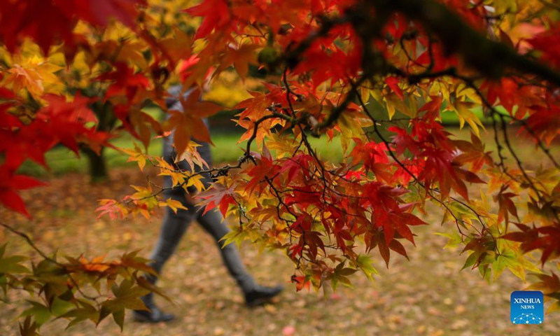 A visitor enjoys the autumn colours at Westonbirt, the National Arboretum near Tetbury, in Gloucestershire, Britain, Oct. 27, 2021. (Photo: Xinhua)