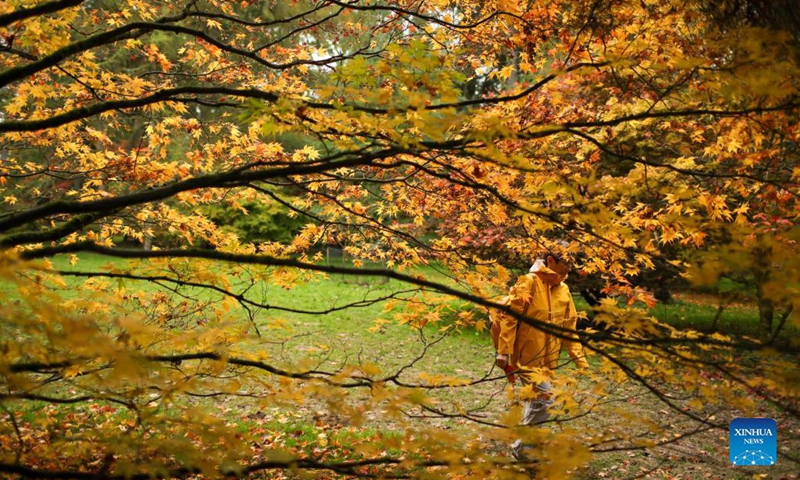 A visitor enjoys the autumn colours at Westonbirt, the National Arboretum near Tetbury, in Gloucestershire, Britain, Oct. 27, 2021. (Photo: Xinhua)