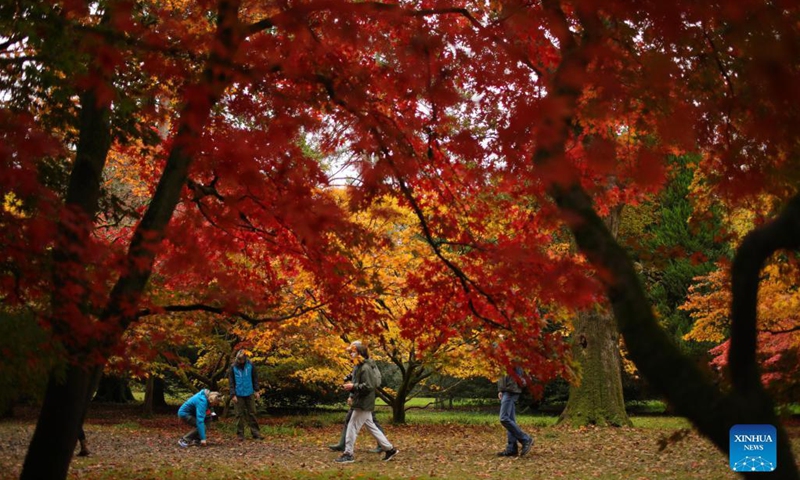 Visitors enjoy the autumn colours at Westonbirt, the National Arboretum near Tetbury, in Gloucestershire, Britain, Oct. 27, 2021.(Photo: Xinhua)