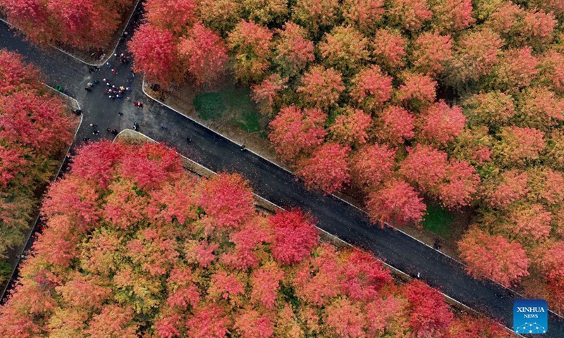 Aerial photo taken on Oct. 31, 2021 shows the autumn scenery in Qingdao, east China's Shandong Province.Photo:Xinhua