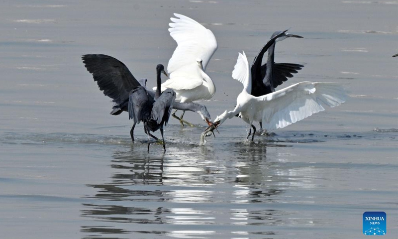 Birds forage at a beach in Kuwait City Nov 3, 2021.Photo:Xinhua