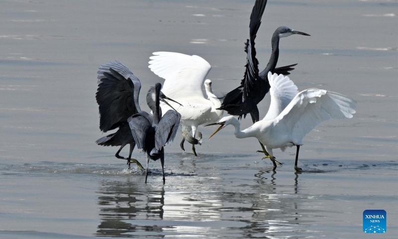 Birds forage at a beach in Kuwait City Nov 3, 2021.Photo:Xinhua