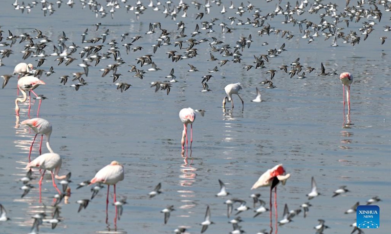 Birds forage at a beach in Kuwait City Nov 3, 2021.Photo:Xinhua