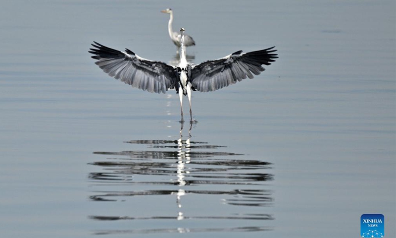 Birds forage at a beach in Kuwait City Nov 3, 2021.Photo:Xinhua