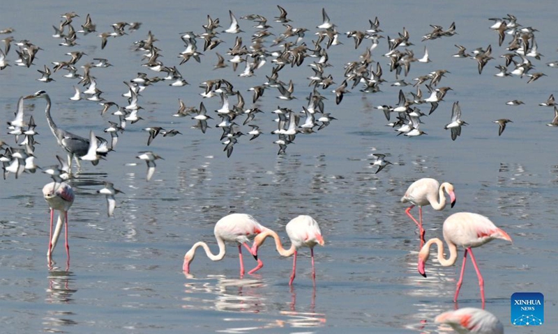 Birds forage at a beach in Kuwait City Nov 3, 2021.Photo:Xinhua