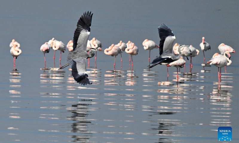 Birds forage at a beach in Kuwait City Nov 3, 2021.Photo:Xinhua