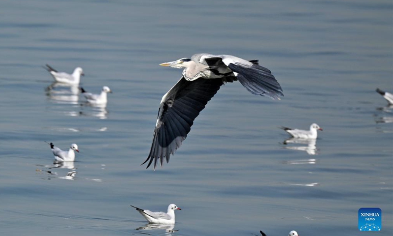 Birds forage at a beach in Kuwait City Nov 3, 2021.Photo:Xinhua