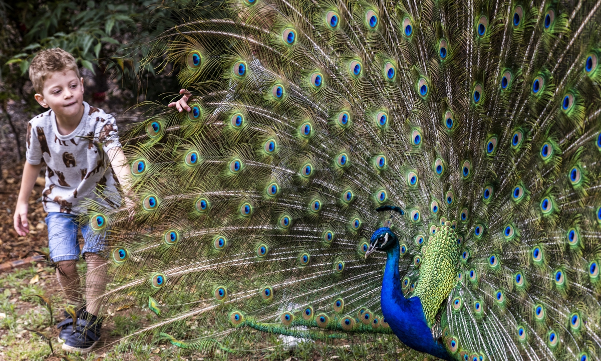 A child poses for a photo with a peacock at Zoofari Lodge, Taronga Western Plains Zoo in Dubbo, Australia on Sunday. Photo: VCG