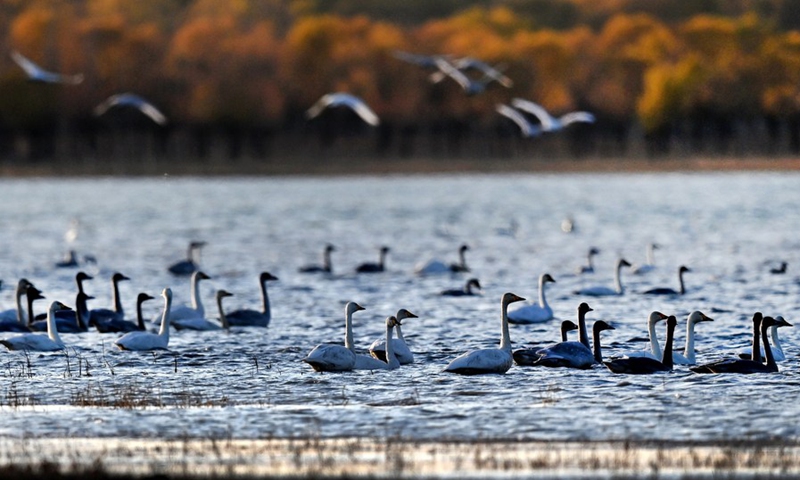 Central China's Wuhan to host 14th COP meeting on wetland conservation ...