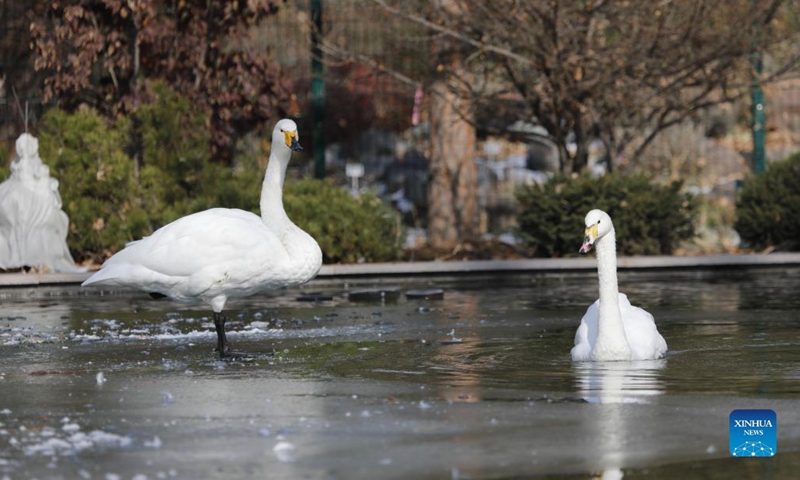 Photo taken on Nov. 9, 2021 shows swans at a botanic garden in Almaty, Kazakhstan. (Photo by Kalizhan Ospanov/Xinhua)