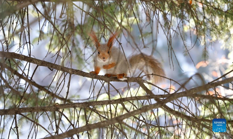 Photo taken on Nov. 7, 2021 shows a squirrel at a botanic garden in Almaty, Kazakhstan. (Photo by Kalizhan Ospanov/Xinhua) 