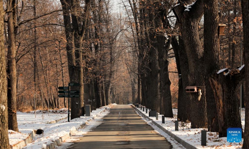 Photo taken on Nov. 9, 2021 shows the winter scenery of a botanic garden in Almaty, Kazakhstan. (Photo by Kalizhan Ospanov/Xinhua)