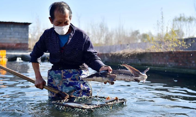 Photo taken on Nov. 14, 2021 shows that fish farmers manage their sturgeon stock at a cold-water fish breeding base in Potou Village of Weizhou Township, Jingxing County, north China’s Hebei Province.Photo:Xinhua