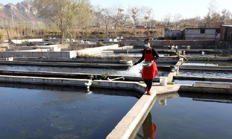 Photo taken on Nov. 14, 2021 shows that fish farmers manage their sturgeon stock at a cold-water fish breeding base in Potou Village of Weizhou Township, Jingxing County, north China’s Hebei Province.Photo:Xinhua