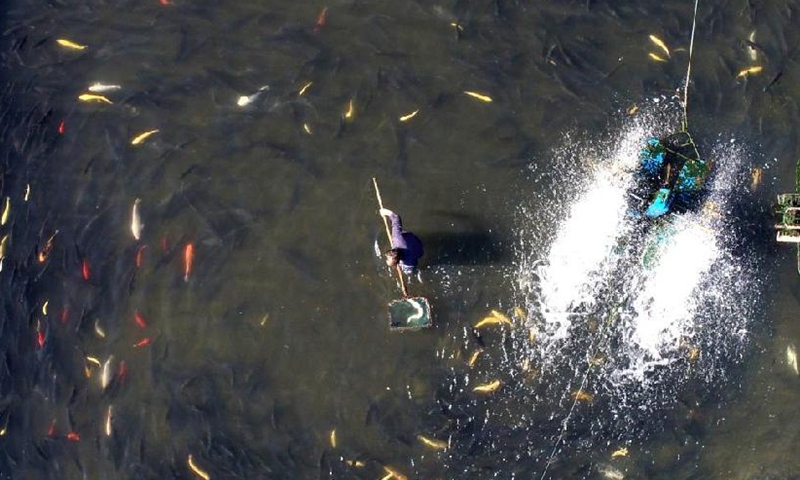 Photo taken on Nov. 14, 2021 shows that fish farmers manage their sturgeon stock at a cold-water fish breeding base in Potou Village of Weizhou Township, Jingxing County, north China’s Hebei Province.Photo:Xinhua