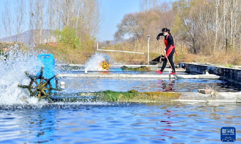 Photo taken on Nov. 14, 2021 shows that fish farmers manage their sturgeon stock at a cold-water fish breeding base in Potou Village of Weizhou Township, Jingxing County, north China’s Hebei Province.Photo:Xinhua