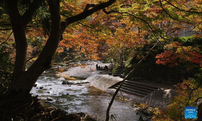 People relax under trees by a river in Kyoto, Japan, Nov. 16, 2021. Photo: Xinhua