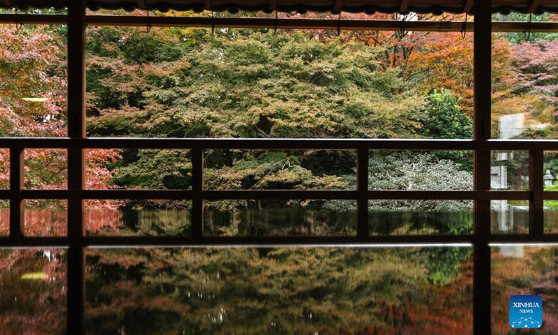 Photo shows autumn scenery at the Former Chikurin-in Temple in Kyoto, Japan, Nov. 16, 2021. Photo: Xinhua