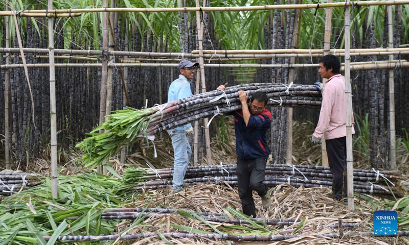 Farmers harvest sugar canes in south China's Guangdong - Global Times