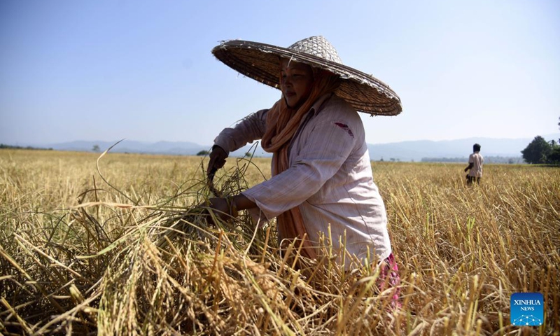 A farmer harvests paddy in a field in Nagaon district of India's northeastern state of Assam, Nov. 18, 2021. (Str/Xinhua)