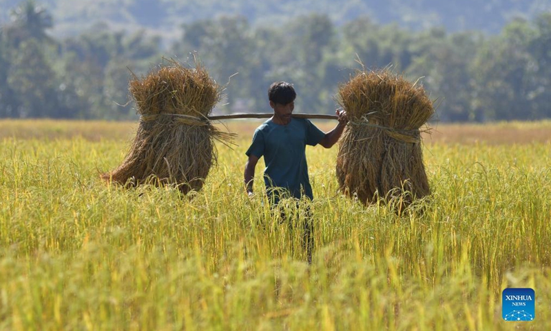 A farmer carries harvested paddy in a field in Nagaon district of India's northeastern state of Assam, Nov. 18, 2021. (Str/Xinhua)