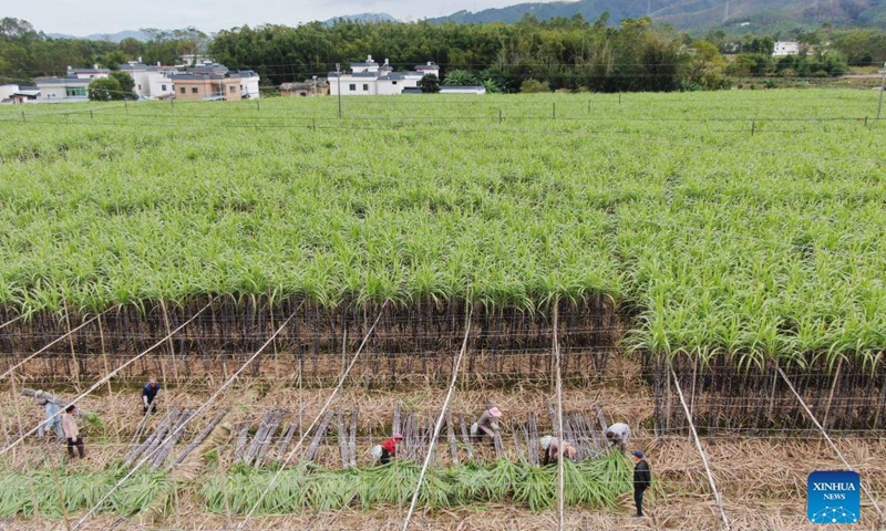 Farmers harvest sugar canes in south China's Guangdong - Global Times