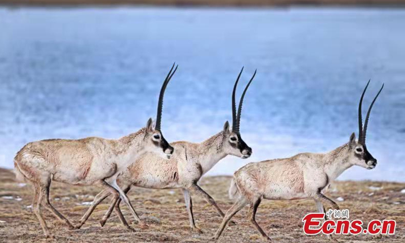 Photo shows Tibetan antelopes, which are under first-class state protection in China.Photo:China News Service