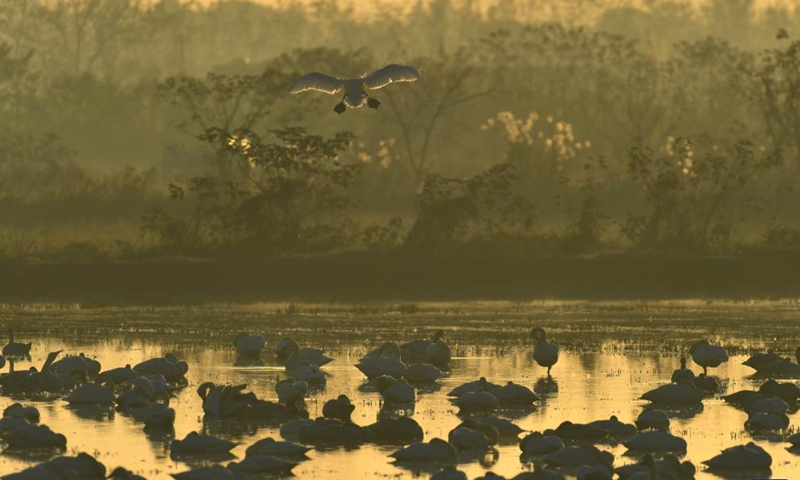 Little swans are seen at the Donggu Lake wetland of the Quyuan administration area in Yueyang City, central China's Hunan Province, Nov. 23, 2021.Photo:Xinhua