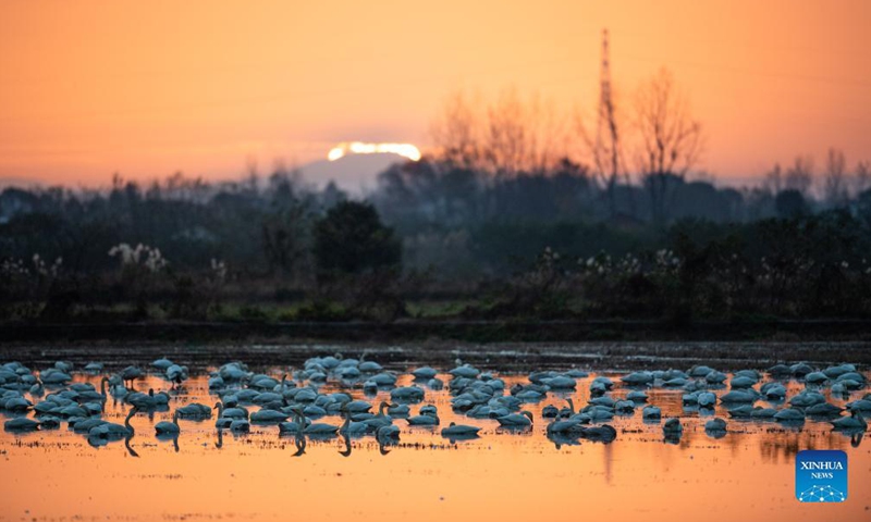 Little swans are seen at the Donggu Lake wetland of the Quyuan administration area in Yueyang City, central China's Hunan Province, Nov. 23, 2021.Photo:Xinhua