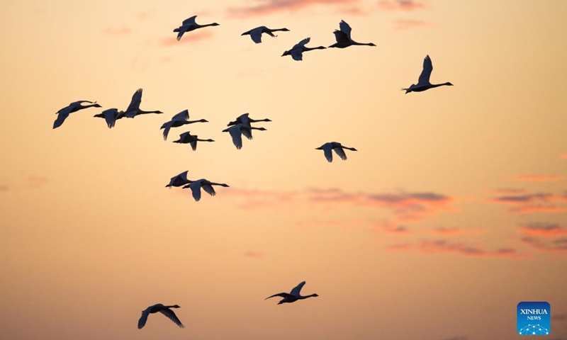 A flock of little swans fly over houses in the Quyuan administration area in Yueyang City, central China's Hunan Province, Nov. 23, 2021.Photo:Xinhua