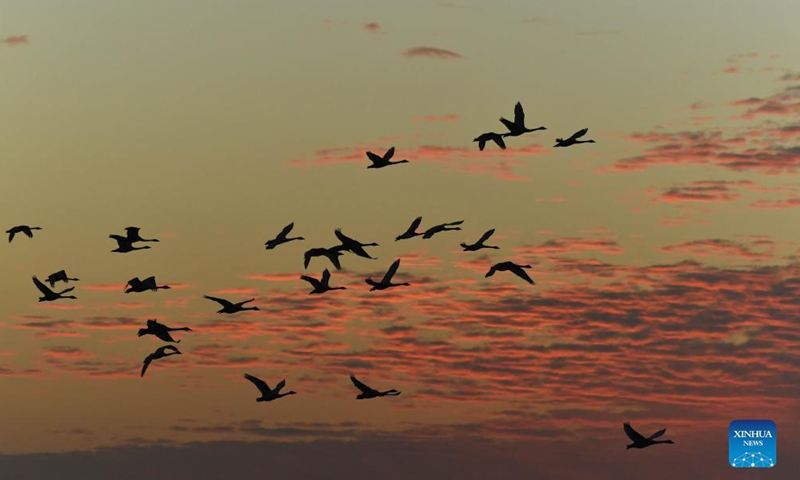 A flock of little swans fly over houses in the Quyuan administration area in Yueyang City, central China's Hunan Province, Nov. 23, 2021.Photo:Xinhua