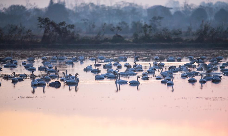 Little swans are seen at the Donggu Lake wetland of the Quyuan administration area in Yueyang City, central China's Hunan Province, Nov. 23, 2021.Photo:Xinhua