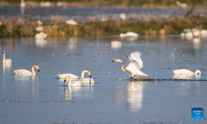 Little swans are seen at the Donggu Lake wetland of the Quyuan administration area in Yueyang City, central China's Hunan Province, Nov. 23, 2021.Photo:Xinhua