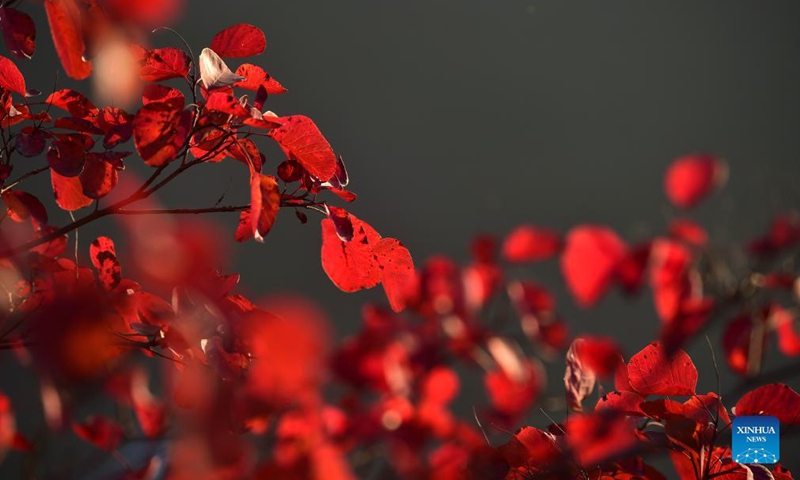 Photo taken on Nov. 25, 2021 shows the early winter scenery of the Wuxia Gorge, one of the Three Gorges on the Yangtze River, in Wushan County, southwest China's Chongqing Municipality.Photo:Xinhua