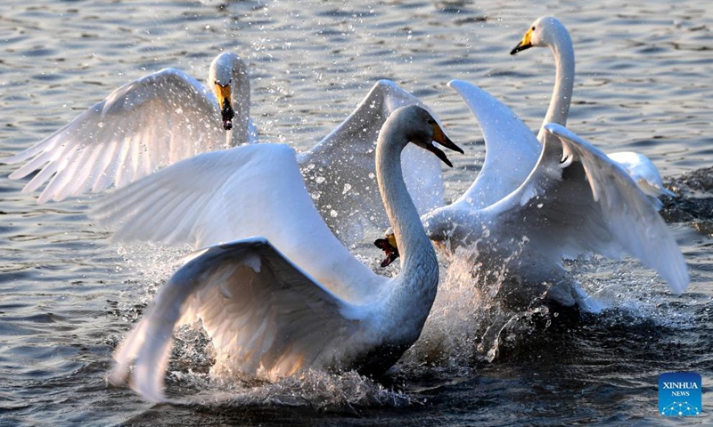 Large number of wintering swans flock from Siberia to China's Henan ...