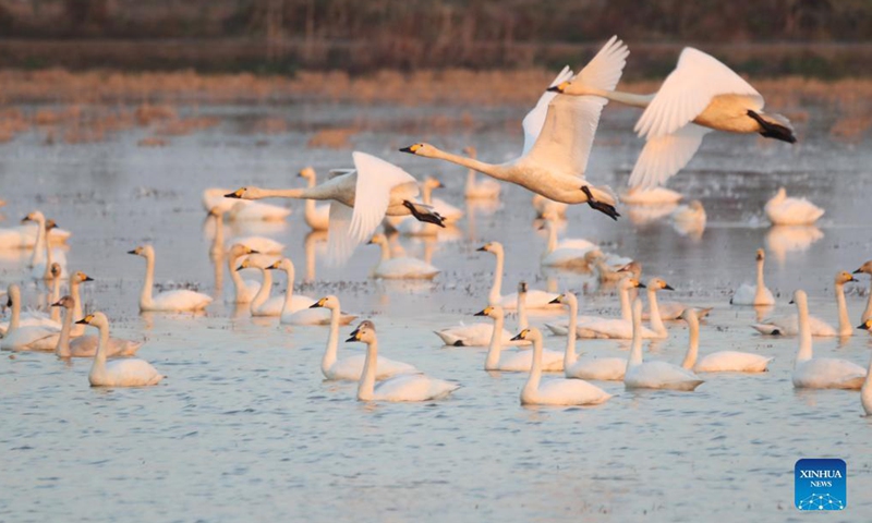 Swans seen at Donggu Lake wetland, Hunan - Global Times