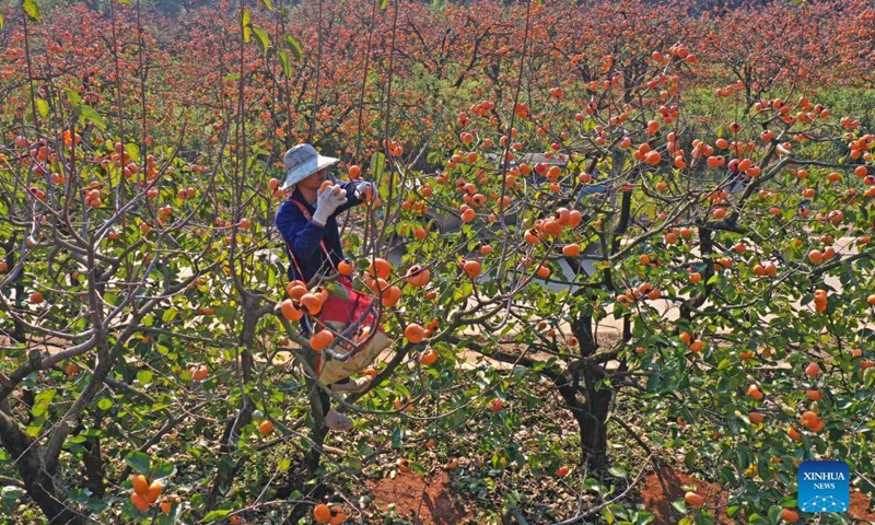 A villager picks persimmons in Gongcheng Yao Autonomous County, south China's Guangxi Zhuang Autonomous Region, Nov. 29, 2021. Persimmons are in season here and the fruit is ripe on the branches. Village workers are busy picking and drying the fruit.(Photo: Xinhua)