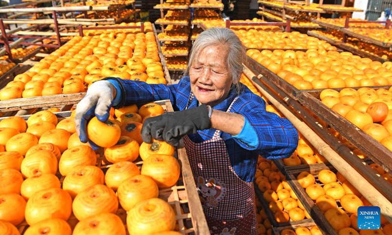 A villager dries persimmons in Gongcheng Yao Autonomous County, south China's Guangxi Zhuang Autonomous Region, Nov. 29, 2021. Persimmons are in season here and the fruit is ripe on the branches. Village workers are busy picking and drying the fruit.(Photo: Xinhua)