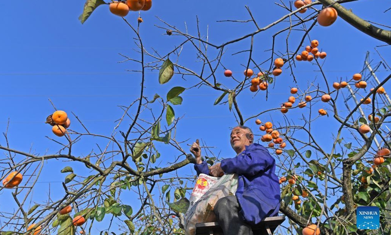 A villager picks persimmons in Gongcheng Yao Autonomous County, south China's Guangxi Zhuang Autonomous Region, Nov. 29, 2021. Persimmons are in season here and the fruit is ripe on the branches. Village workers are busy picking and drying the fruit.(Photo: Xinhua)