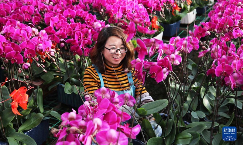 Phalaenopsis flowers are in full blossom these days in flower production bases in Lintao County of Dingxi City, northwest China's Gansu Province. Gardeners are busy to manage, package and transport the flowers for market supply. Recent years have witnessed fast development of flower production in Lintao County.(Photo: Xinhua)