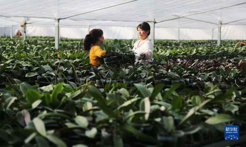 Phalaenopsis flowers are in full blossom these days in flower production bases in Lintao County of Dingxi City, northwest China's Gansu Province. Gardeners are busy to manage, package and transport the flowers for market supply. Recent years have witnessed fast development of flower production in Lintao County.(Photo: Xinhua)