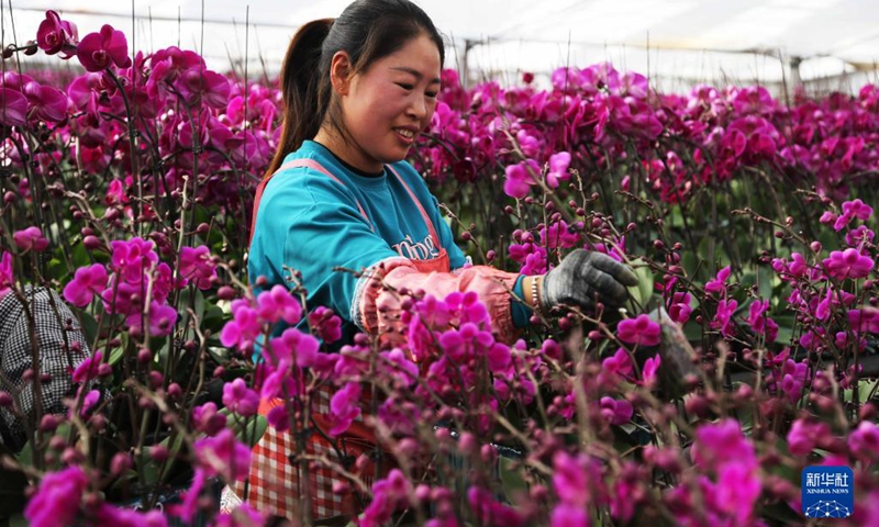 Phalaenopsis flowers are in full blossom these days in flower production bases in Lintao County of Dingxi City, northwest China's Gansu Province. Gardeners are busy to manage, package and transport the flowers for market supply. Recent years have witnessed fast development of flower production in Lintao County.(Photo: Xinhua)