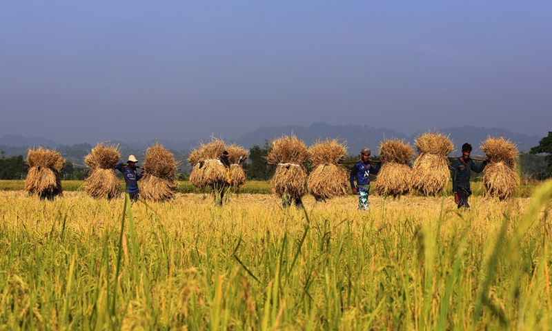 Photo taken on Nov. 25, 2021 in Chattogram, Bangladesh shows padday harvesting is in full swing in Bangladesh.(Photo: Xinhua)